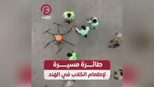 طائرة مسيرة لإطعام الكلاب في الهند