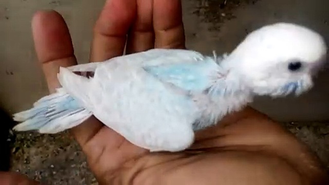 Beautiful clear wing chick budgies