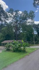 Inexperienced Lumberjack Cuts Tree on Top of House