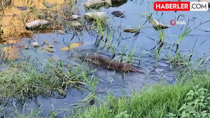 Kastamonu'da nesli tehlike altında olan su samuru görüntülendi