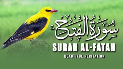Surah Al-Fath (The Victory) سورة الفتح | Beautiful recitation | Guiding Light