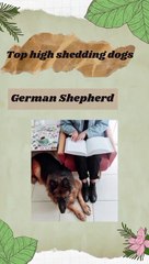 Top 12 Dog Breeds That Shed the Most