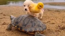 Cute Puppy and duckling