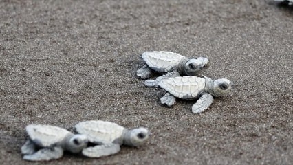 Tortuguitas Journey to the Sea- Colombia