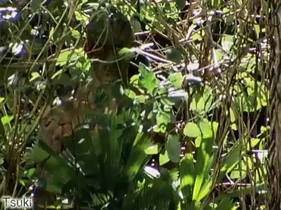 Xem Phim Thế Giới Bị Mất Phần 1 - The Lost World Season 1 (1999) FULL HD - Vietsub - Thuyết Minh