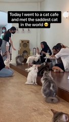 Saddest cat in the world 