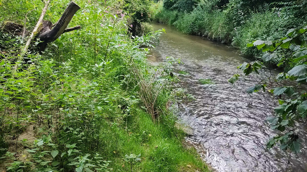 Die hl. Zusam, Naturstimmung in den Wassern der Zusam Ziemetshausen, Anf.Aug.24