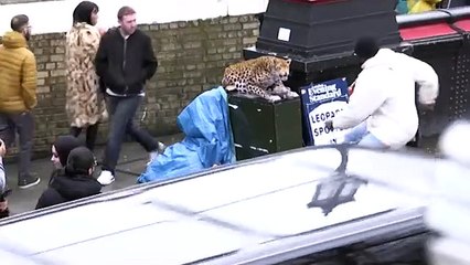 LEOPARD PRANK