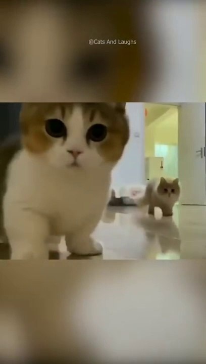 Funny cats  episode 12 #shorts