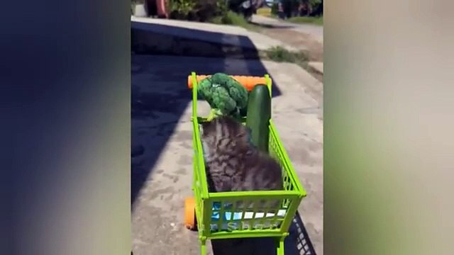 10 minutes of adorable cats and kittens videos to keep you smiling