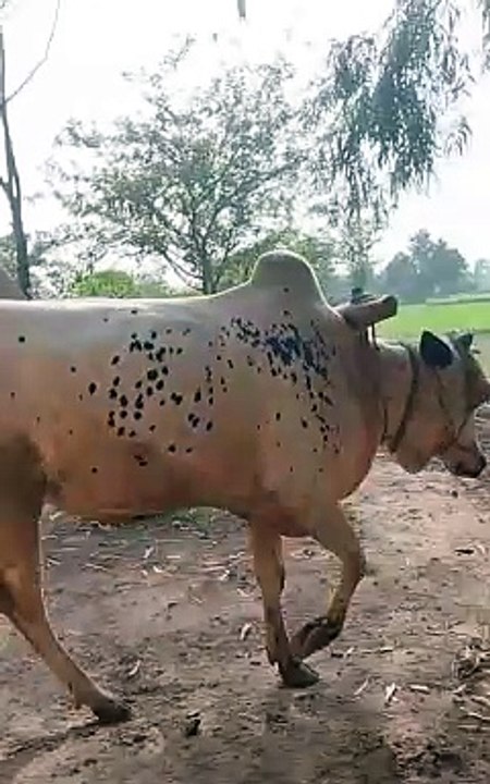 Punjabi culture | old culture of Punjab India and Pakistan Grass for animals Grass cutting daisy life in Punjab