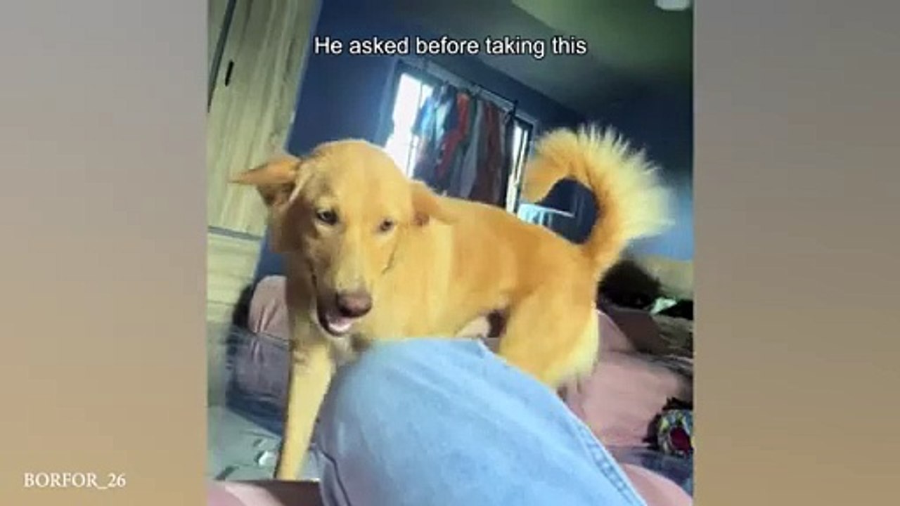 Try Not To Laugh Funny Cats and Dogs Videos 2024 Best Funny Animals Videos of Month