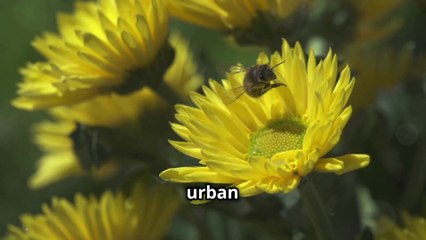 Are Bees Really Disappearing? The Shocking Truth !