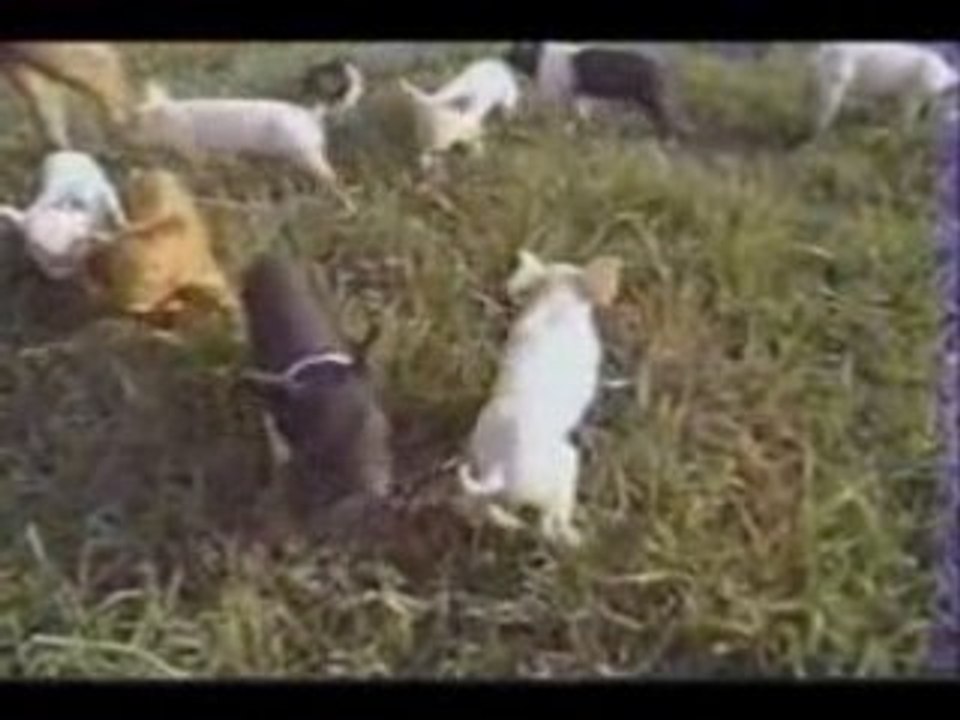 Terriens - comment sont traités les animaux 5/5
