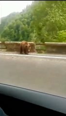 Funny video dancing bear 