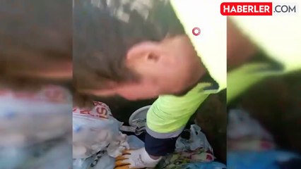 Çöpe atılan kaplumbağa işçilerin dikkati sayesinde kurtuldu