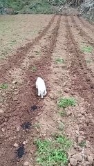 Hard working Cat Works at Farm