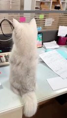Have you ever seen a cat in this mood before?