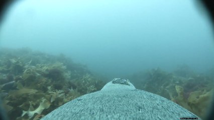 El fondo del mar a través de los ojos de un león marino