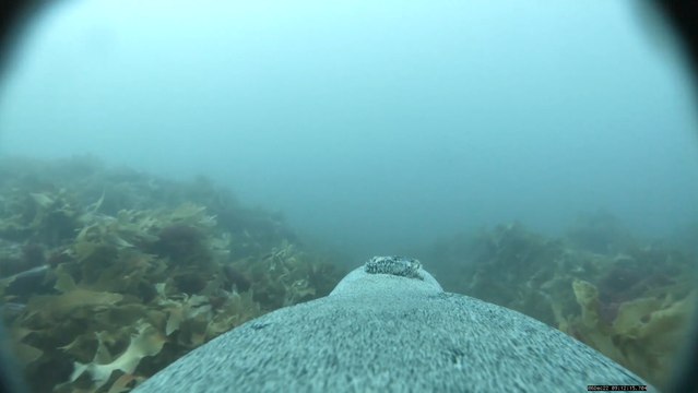 El fondo del mar a través de los ojos de un león marino