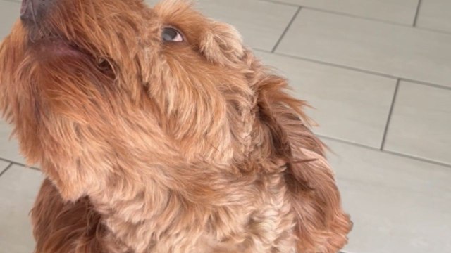 Family fun: Cockapoo sings in tune with dad’s piano music at home