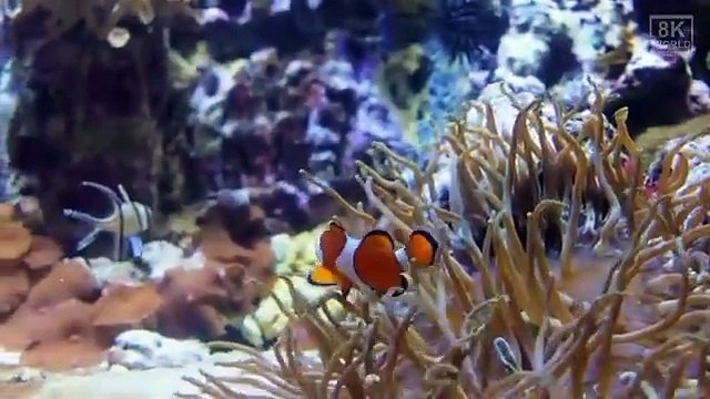 Wild Animals with Natural Sound in 8K ULTRA-HD part 2