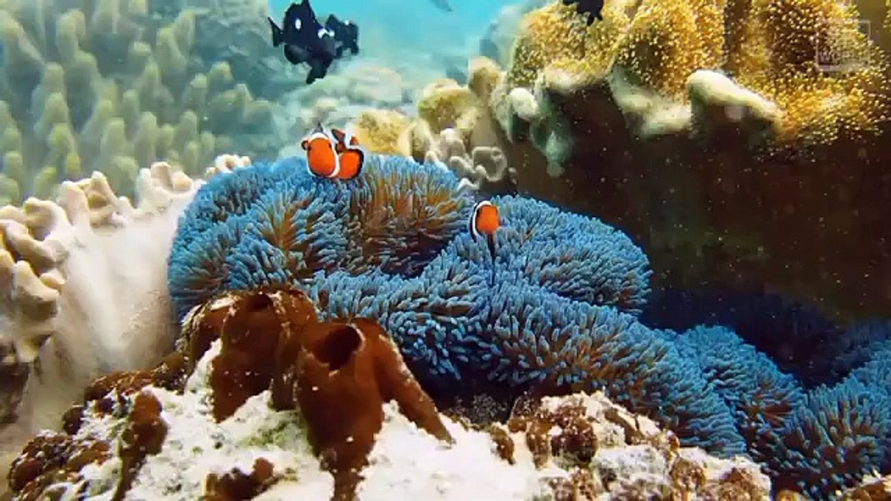 Wild Animals with Natural Sound in 8K ULTRA-HD Part 3