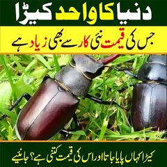 The most expensive insect in the world, which costs more than a new car