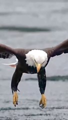 Animals nature | wildlife Photography