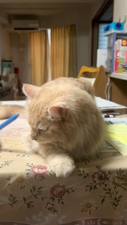 Japanese cat  inari