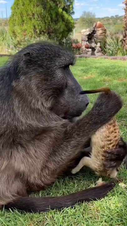 The bond these animals have between each other is so wholesome