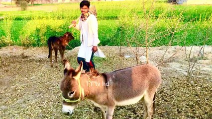 Kia fighting ‍♂️hai aisi ladai kabhi nahi dekhi hogi #kalopitrer #heera #tttvhd#viralvideos