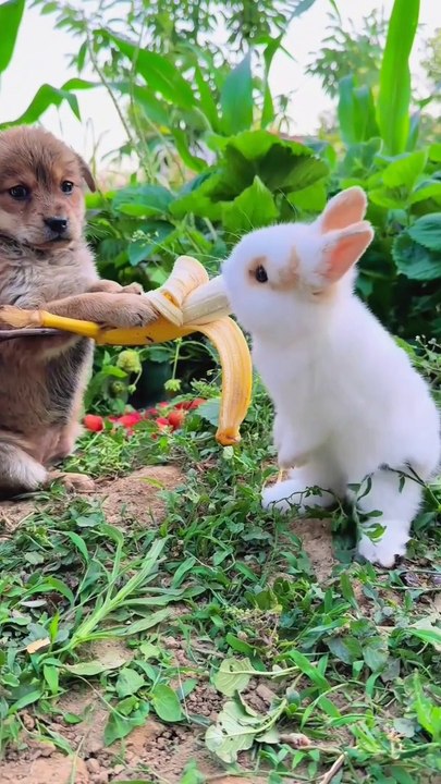 My pet adventure