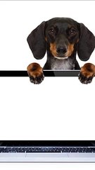 * Diferencias Clave entre Laptops y Notebooks