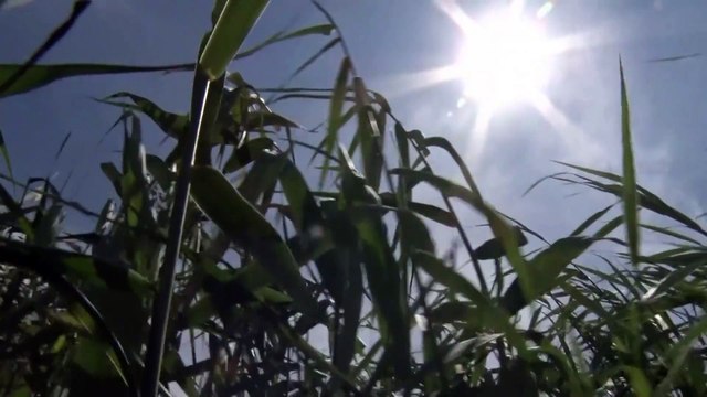 Súlyos aszály Romániában, tavak száradnak ki