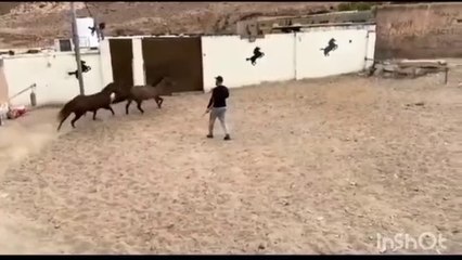 How Arab People Identify Purebred Horses|عرب لوگ اصیل گھوڑوں کی پہچان کیسے کرتے ہیں