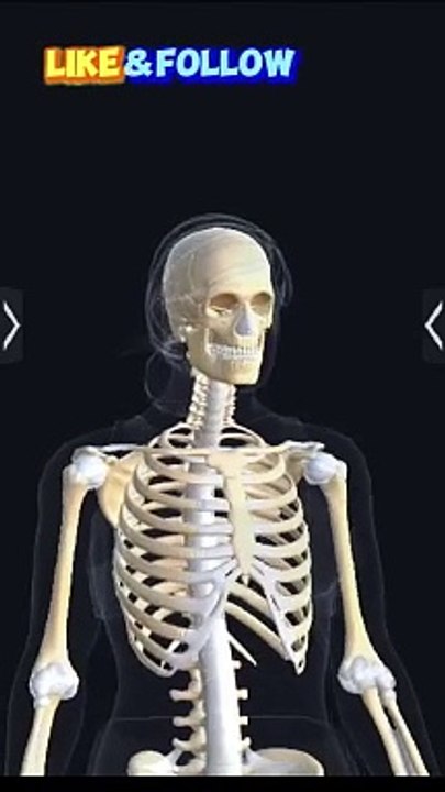 FEMALE HUMAN BODY 3D