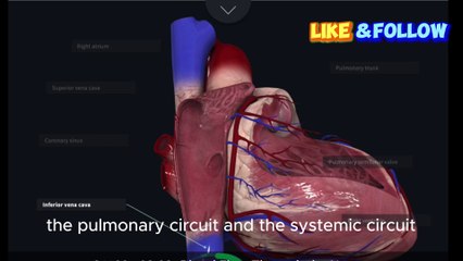 Understanding Blood Flow Through the Heart A Jour