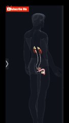 Unveiling the Mysteries of the male Reproductive