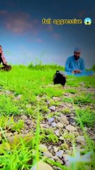 full aggressive mood  dakhni teeter ki masti check krain _teetar _teetarawaaz_viralvideo(720P_HD)