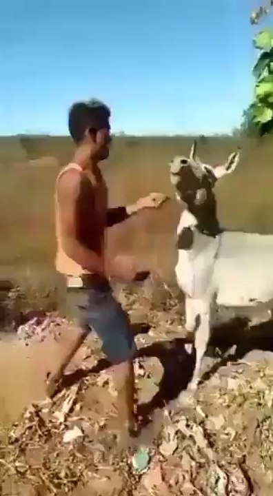 A young boy's arm was cut off by a dangerous donkey