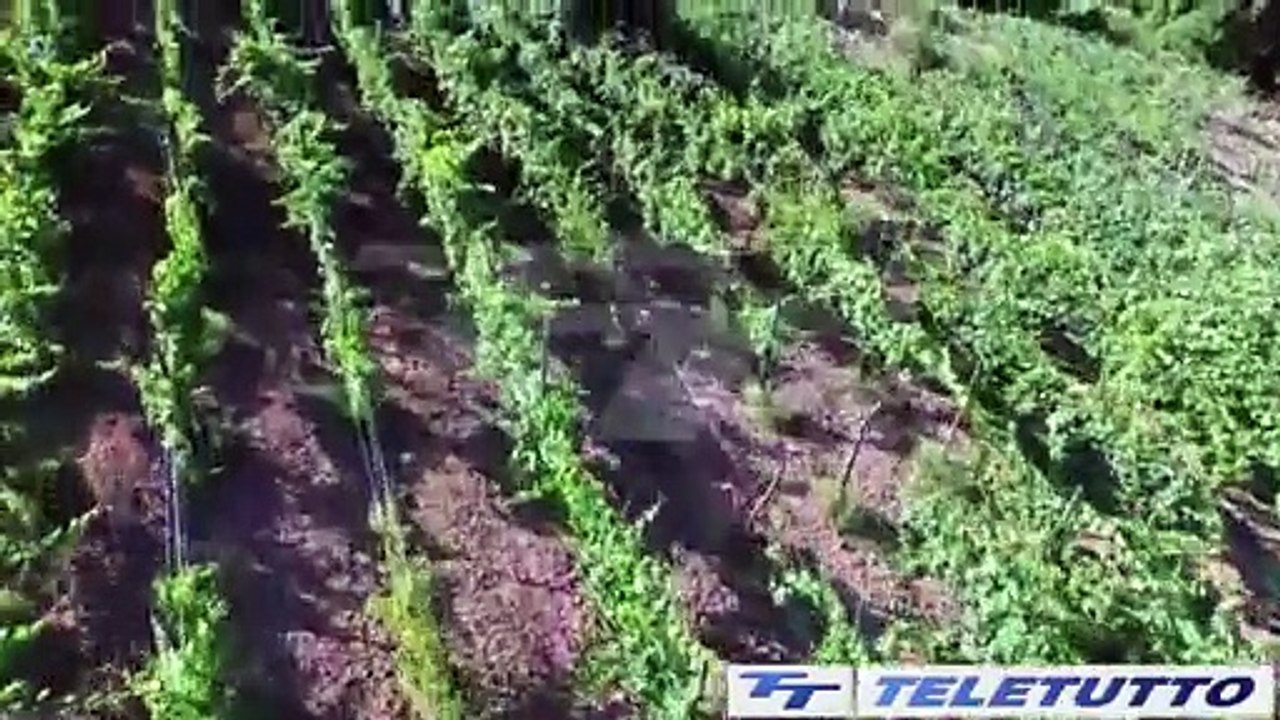 Video News - Vacanze d'agosto in agriturismo