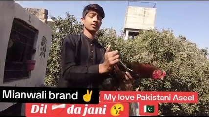Quality blood line #aseel #quality #dailymotion #pakistan #foryou #viral #trending