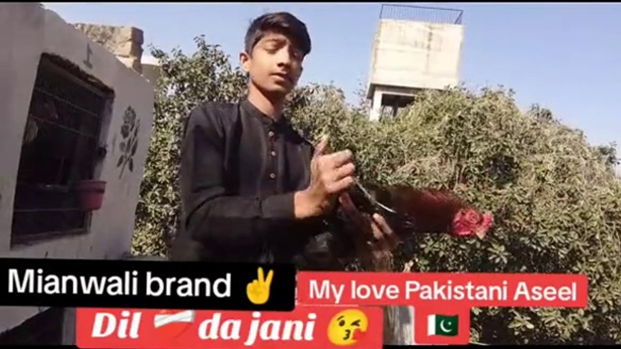 Quality blood line #aseel #quality #dailymotion #pakistan #foryou #viral #trending