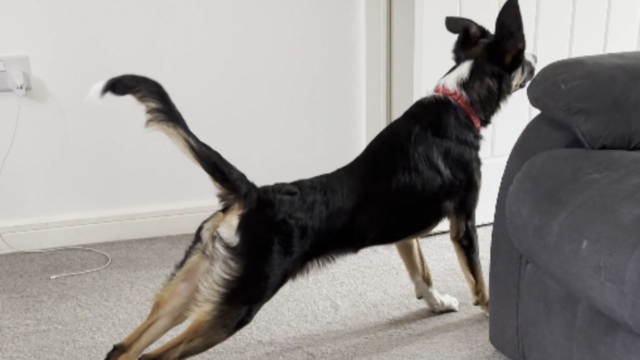 Mom laughs joyfully as the dog lays out in an odd stretching pose
