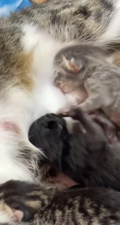 Two Kittens Fight to Drink Milk From Same Spot