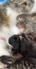 Two Kittens Fight to Drink Milk From Same Spot