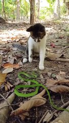 Cat vs snake fight _ snake Vs cat scene