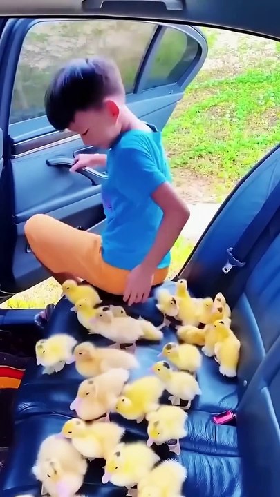 These ducks are so cute #One Piece #Luffy