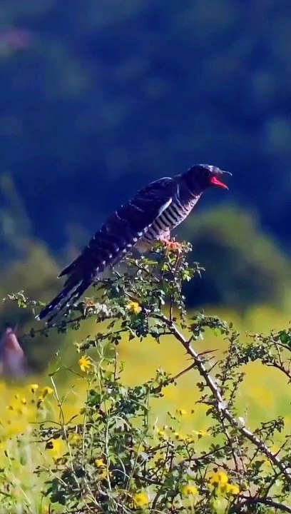 Look at the love of birds among themselves.